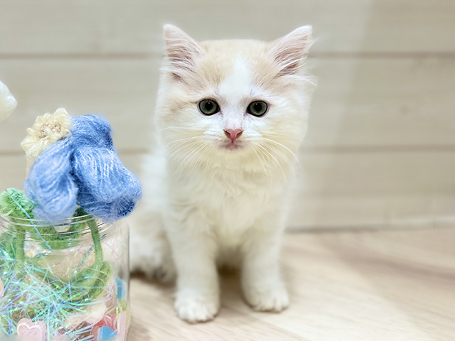 大阪府のラガマフィン (ペッツファーストららぽーと門真店/2025年11月16日生まれ/男の子/クリームタビーホワイト)の子猫