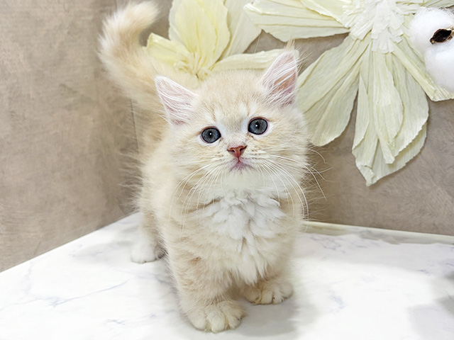 兵庫県のミヌエット (ペッツファースト神戸三宮店/2025年11月15日生まれ/男の子/クリームタビーホワイト)の子猫