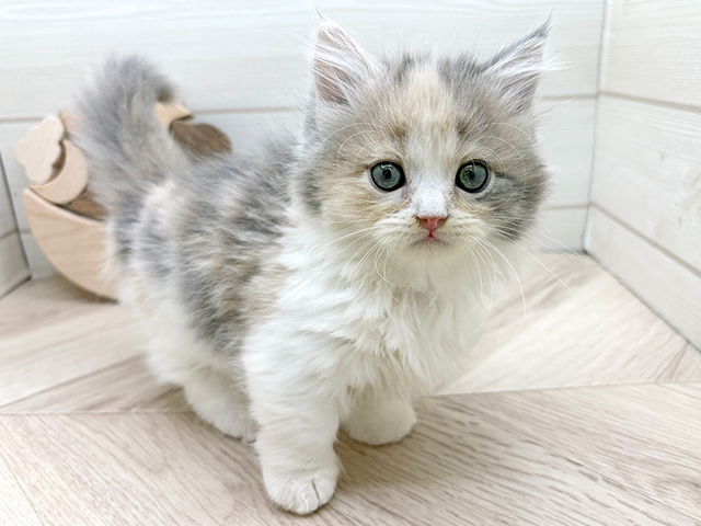 東京都のミヌエット (ペッツファースト渋谷店/2025年11月17日生まれ/女の子/ブルーパッチドタビーホワイト)の子猫の1枚目の画像