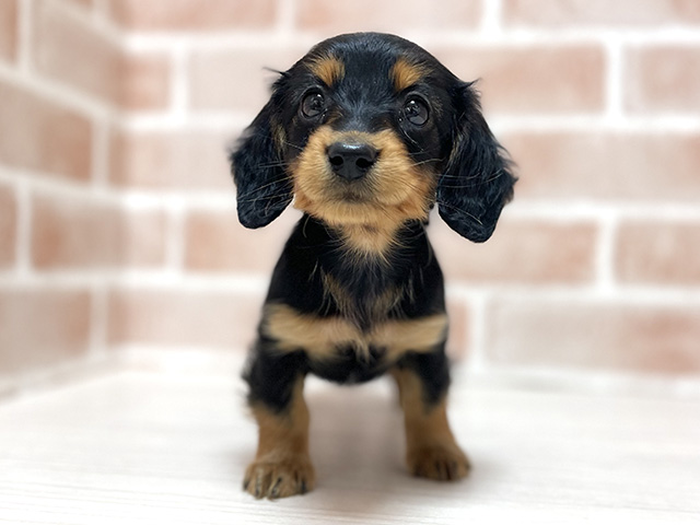 大阪府のミニチュアダックスフンド(ロング) (ペッツファースト高槻店/2025年11月14日生まれ/女の子/ブラックタン)の子犬の1枚目の画像