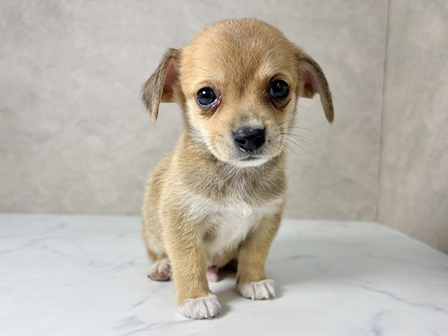 大阪府のチワックス(チワワ×ダックス) (ペッツファースト東大阪店/2025年11月15日生まれ/男の子/レッドホワイト)の子犬