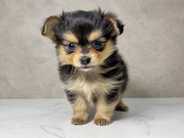 大阪府のポメチワ/チワポメ/ポメチー(ポメラニアン×チワワ) (ペッツファースト東大阪店/2025年11月16日生まれ/女の子/ブラックタン)の子犬