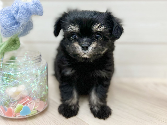 大阪府のチワマル/マルチワ(チワワ×マルチーズ) (ペッツファーストららぽーと門真店/2025年11月17日生まれ/女の子/ブラックタン)の子犬