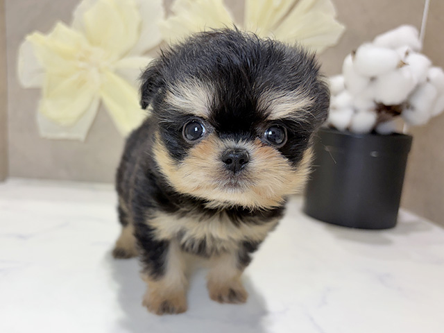 兵庫県のチワマル/マルチワ(チワワ×マルチーズ) (ペッツファースト神戸三宮センター街店/2025年11月17日生まれ/女の子/ブラックタン)の子犬の1枚目の画像