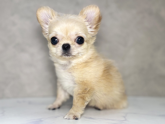 大阪府のチワペキ/ペキチー/ペキチワ(チワワ×ペキニーズ) (ペッツファースト東大阪店/2025年11月15日生まれ/女の子/クリーム)の子犬
