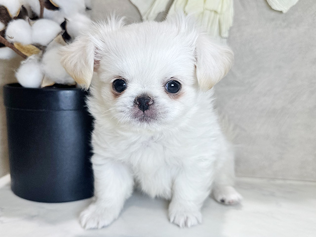 兵庫県のチワペキ/ペキチー/ペキチワ(チワワ×ペキニーズ) (ペッツファースト神戸三宮センター街店/2025年11月15日生まれ/男の子/クリーム)の子犬の1枚目の画像