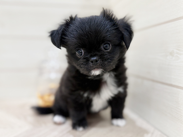 兵庫県のチワペキ/ペキチー/ペキチワ(チワワ×ペキニーズ) (ペッツファースト神戸元町店/2025年11月15日生まれ/男の子/ブラックホワイト)の子犬の1枚目の画像