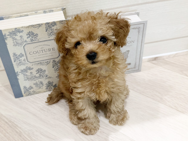 愛知県のトイプードル(ティーカップ) (ペッツファースト岡崎店/2025年11月16日生まれ/女の子/オレンジフォーン)の子犬の1枚目の画像
