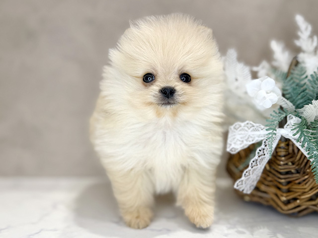 大阪府のポメラニアン (ペッツファースト茶屋町店/2025年11月17日生まれ/男の子/クリーム)の子犬の1枚目の画像
