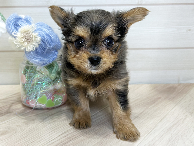 大阪府のヨーチー/チワキー/チワヨーキー(ヨークシャーテリア×チワワ) (ペッツファーストららぽーと門真店/2025年11月16日生まれ/女の子/ブルーマール)の子犬の1枚目の画像