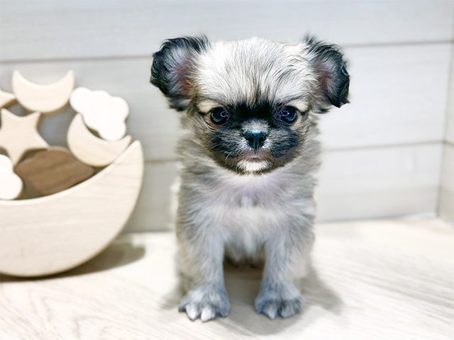 群馬県のチワペキ/ペキチー/ペキチワ(チワワ×ペキニーズ) (ペッツファースト高崎店/2025年11月13日生まれ/男の子/フォーン)の子犬の1枚目の画像