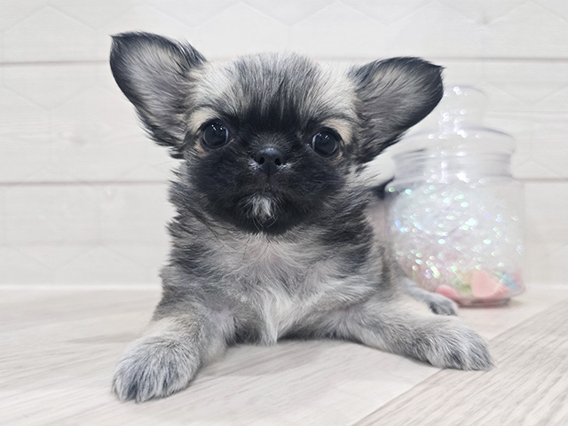 東京都のチワペキ/ペキチー/ペキチワ(チワワ×ペキニーズ) (ペッツファースト吉祥寺サンロード店/2025年11月13日生まれ/女の子/フォーン)の子犬の1枚目の画像