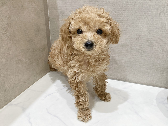 静岡県のトイプードル(タイニー) (ペッツファースト富士宮店/2025年11月17日生まれ/男の子/アプリコット)の子犬
