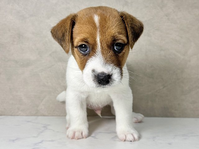 ジャックラッセルテリア