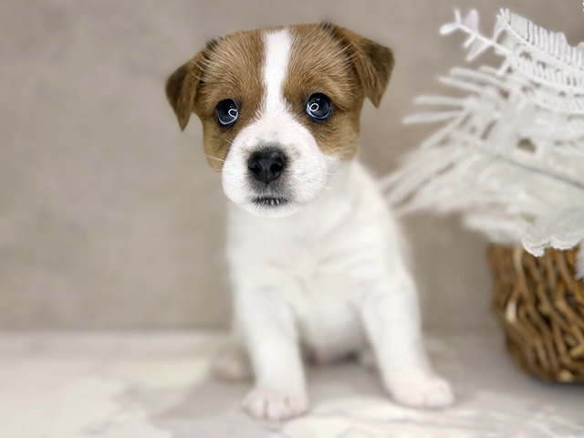 大阪府のジャックラッセルテリア (ペッツファースト茶屋町店/2025年11月17日生まれ/男の子/ホワイトタン)の子犬の1枚目の画像