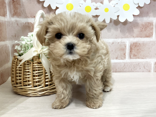 埼玉県のマルプー(マルチーズ×プードル) (ペッツファースト入間店/2025年11月16日生まれ/女の子/アプリコットホワイト)の子犬