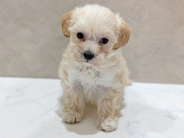 大阪府のマルプー(マルチーズ×プードル) (ペッツファースト難波店/2025年11月17日生まれ/男の子/アプリコット)の子犬