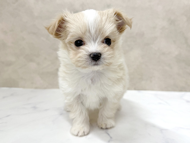 東京都のチワマル/マルチワ(チワワ×マルチーズ) (ペッツファースト八王子多摩美大前店/2025年11月17日生まれ/男の子/クリームホワイト)の子犬の1枚目の画像