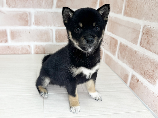 大阪府の豆柴 (ペッツファースト東大阪店/2025年11月8日生まれ/男の子/黒)の子犬