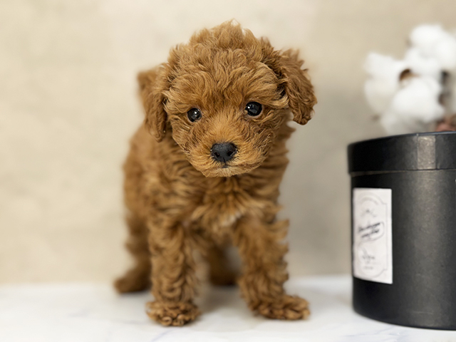 東京都のトイプードル(タイニー) (ペッツファーストららぽーと立川立飛店/2025年11月18日生まれ/女の子/レッド)の子犬の1枚目の画像