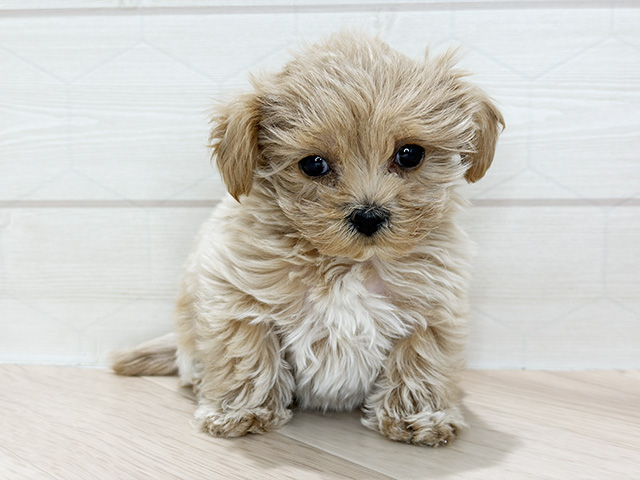 埼玉県のマルプー(マルチーズ×プードル) (ペッツファーストレイクタウン店/2025年11月17日生まれ/女の子/アプリコットホワイト)の子犬の1枚目の画像