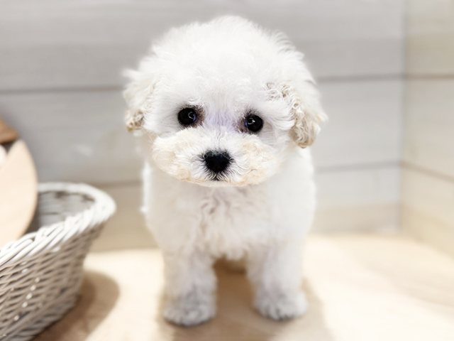 群馬県のトイプードル(ティーカップ) (ペッツファースト高崎店/2025年11月18日生まれ/男の子/クリーム)の子犬の1枚目の画像