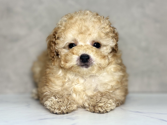 秋田県のトイプードル(ティーカップ) (ペッツファースト秋田店/2025年11月18日生まれ/女の子/アプリコット)の子犬