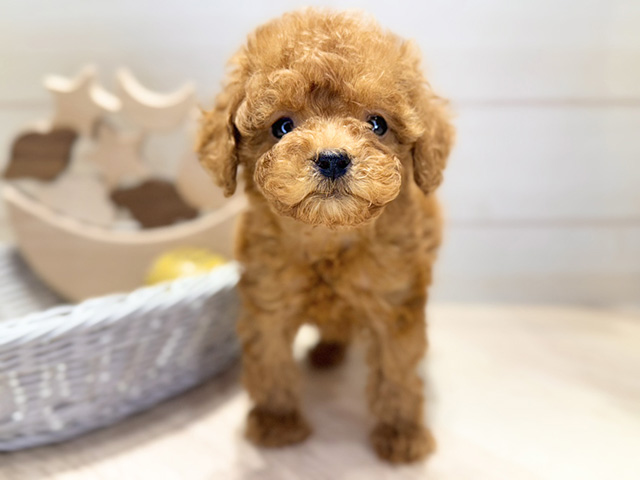 群馬県のトイプードル(タイニー) (ペッツファースト高崎店/2025年11月18日生まれ/男の子/レッド)の子犬の1枚目の画像