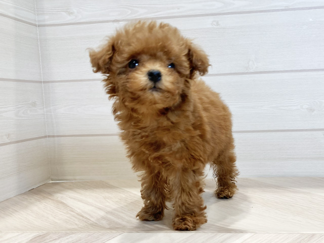 東京都のトイプードル(タイニー) (ペッツファースト豊洲店/2025年11月18日生まれ/女の子/レッド)の子犬の1枚目の画像