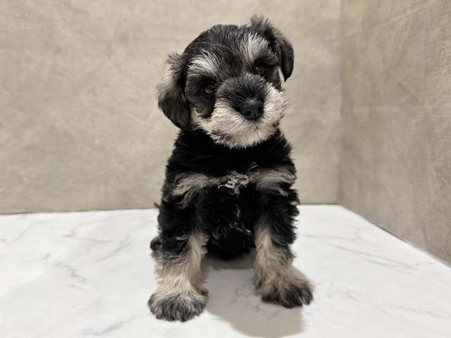 東京都のミニチュアシュナウザー (ペッツファースト中野店/2025年11月16日生まれ/男の子/ソルトペッパー)の子犬の1枚目の画像