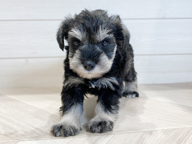 ミニチュアシュナウザー