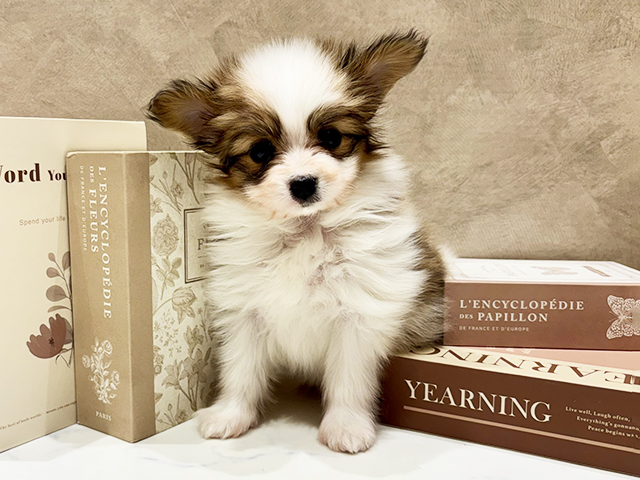 奈良県のパピヨン (ペッツファースト橿原店/2025年11月18日生まれ/女の子/ホワイトブラウン)の子犬の1枚目の画像