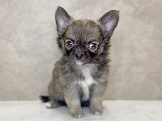大阪府のチワワ(ロング) (ペッツファースト心斎橋本店/2025年11月18日生まれ/男の子/フォーンホワイト)の子犬の1枚目の画像