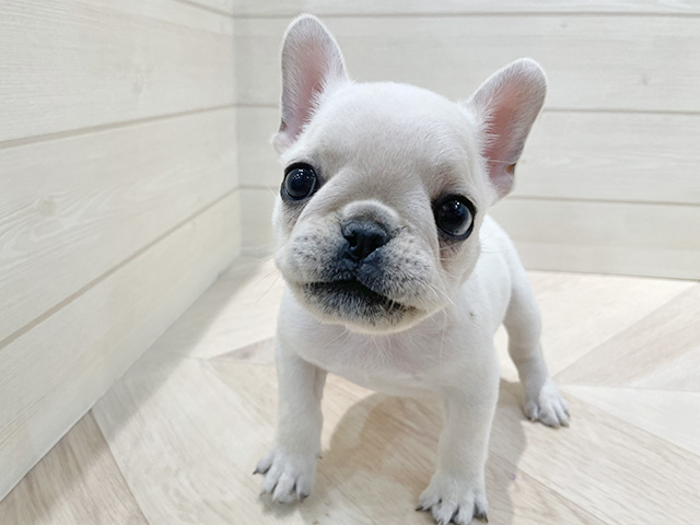 フレンチブルドッグ