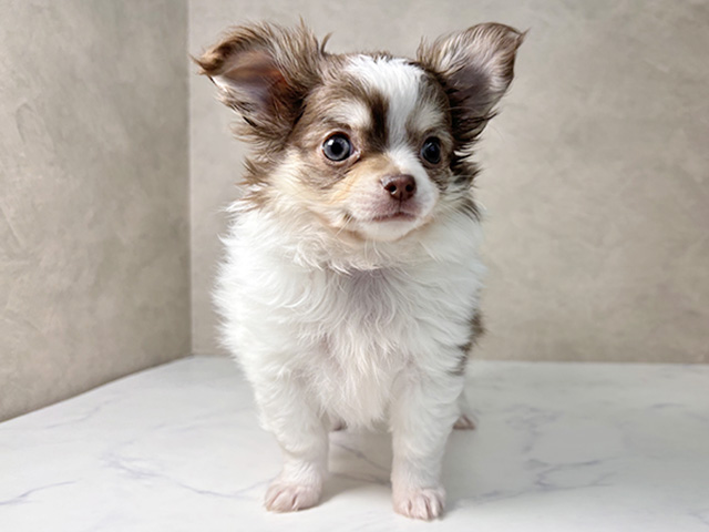 大阪府のチワワ(ロング) (ペッツファースト東大阪店/2025年11月18日生まれ/男の子/ホワイトチョコレートタン)の子犬