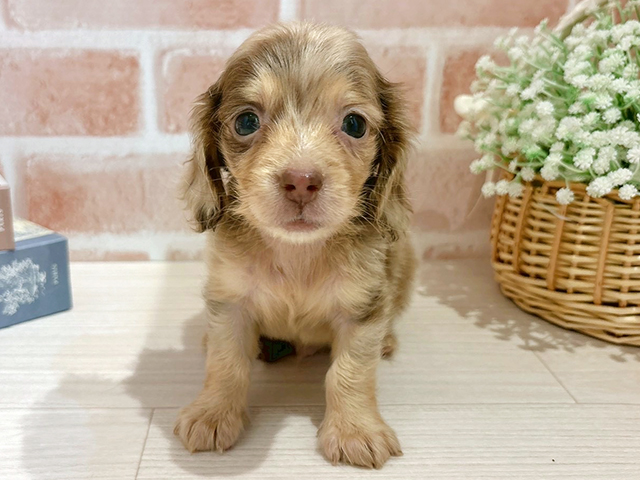 ミニチュアダックスフンド