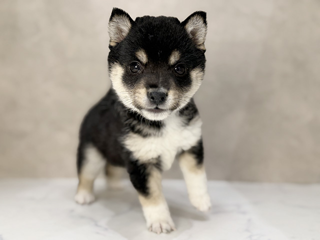 東京都の豆柴 (ペッツファーストららぽーと立川立飛店/2025年11月18日生まれ/女の子/黒)の子犬