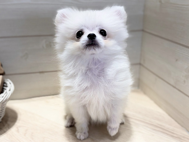 群馬県のペキポメ/ポメペキ(ペキニーズ×ポメラニアン) (ペッツファースト高崎店/2025年11月11日生まれ/女の子/クリームホワイト)の子犬の1枚目の画像