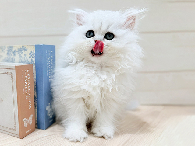 2025年11月13日生まれのペルシャ