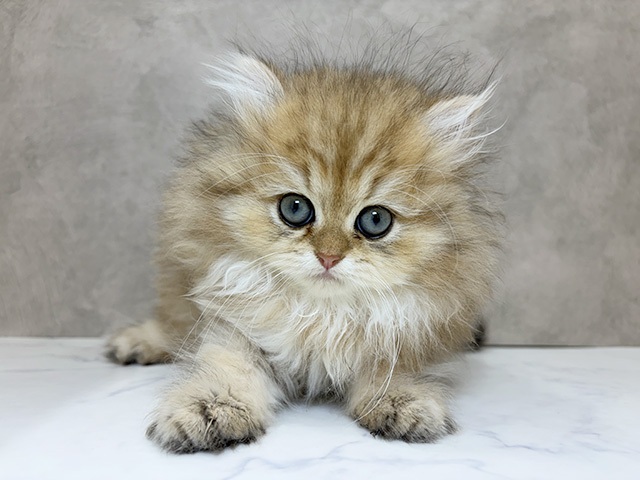 京都府のペルシャ (ペッツファースト京都四条河原町店/2025年11月13日生まれ/男の子/チンチラゴールデン)の子猫の1枚目の画像