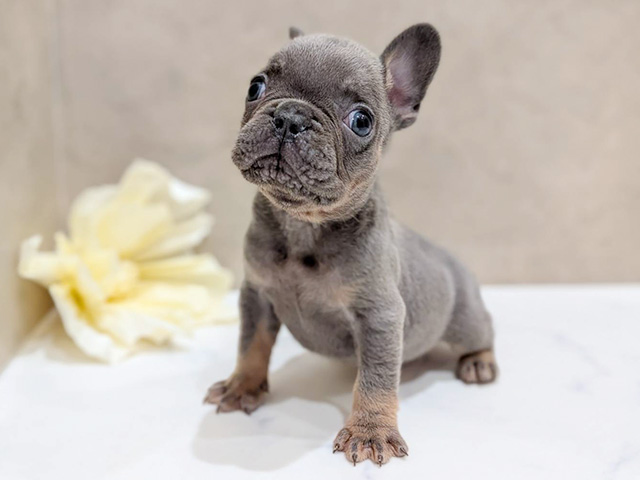 大阪府のフレンチブルドッグ (ペッツファーストららぽーと門真店/2025年11月12日生まれ/男の子/ブルータン)の子犬