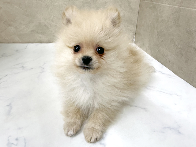 東京都のポメラニアン (ペッツファースト八王子多摩美大前店/2025年11月18日生まれ/女の子/クリーム)の子犬