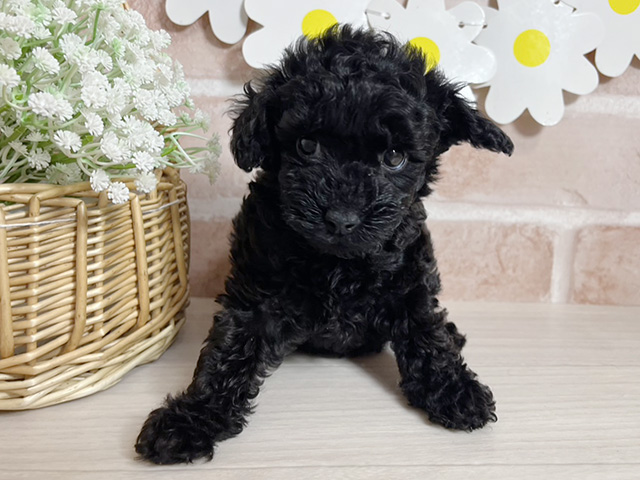 静岡県のトイプードル(タイニー) (ペッツファースト富士南店/2025年11月18日生まれ/女の子/ブラック)の子犬の1枚目の画像