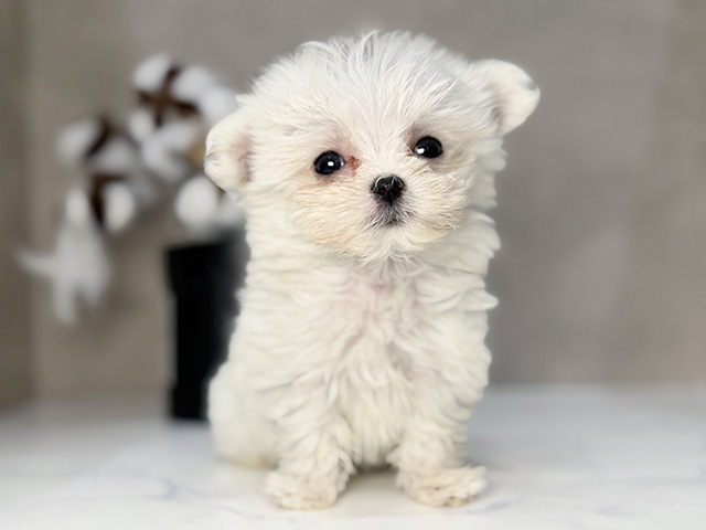 東京都のチワマル/マルチワ(チワワ×マルチーズ) (ペッツファーストららぽーと立川立飛店/2025年11月18日生まれ/女の子/ホワイト)の子犬の1枚目の画像