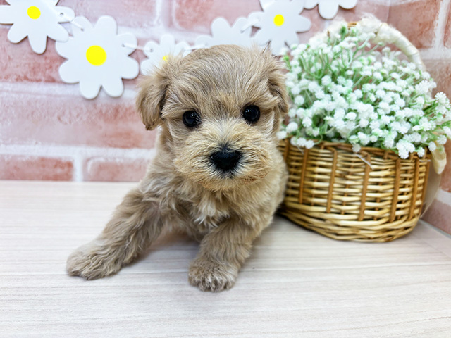 鹿児島県のマルプー(マルチーズ×プードル) (ペッツファースト鹿児島店/2025年11月18日生まれ/男の子/アプリコット)の子犬の1枚目の画像