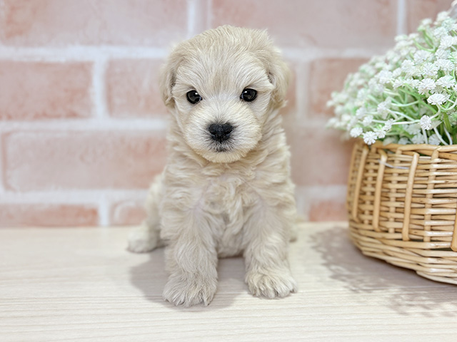 岡山県のマルプー(マルチーズ×プードル) (ペッツファースト倉敷店/2025年11月18日生まれ/男の子/クリーム)の子犬の1枚目の画像