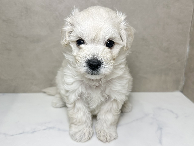 広島県のマルプー(マルチーズ×プードル) (ペッツファースト広島祇園店/2025年11月18日生まれ/男の子/クリーム)の子犬の1枚目の画像