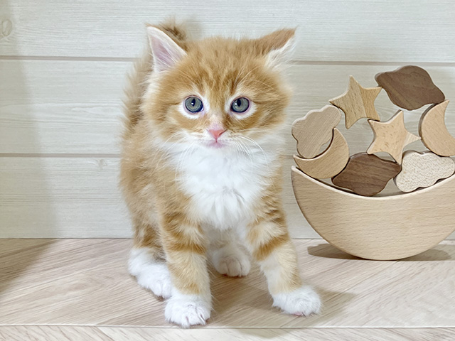 鳥取県のメインクーン (ペッツファースト日吉津店/2025年11月18日生まれ/男の子/レッドタビーホワイト)の子猫