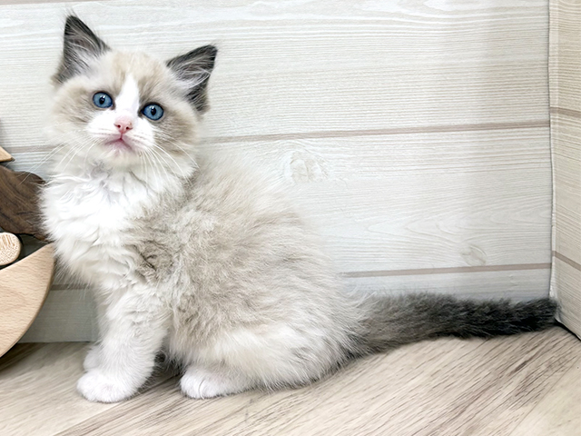 東京都のラグドール (ペッツファースト渋谷店/2025年11月11日生まれ/男の子/シールポイントバイカラー)の子猫の1枚目の画像