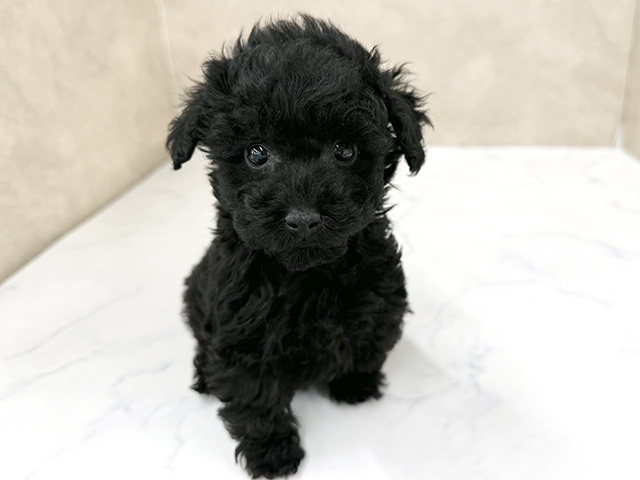 東京都のトイプードル(トイ) (ペッツファースト八王子多摩美大前店/2025年11月16日生まれ/男の子/ブラック)の子犬の1枚目の画像
